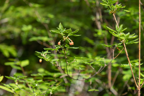 Rhododendron menziesii (mock azalea)