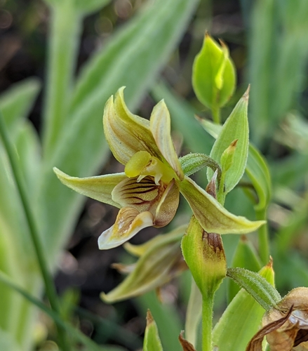 Epipactis gigantea (Stream Orchid)