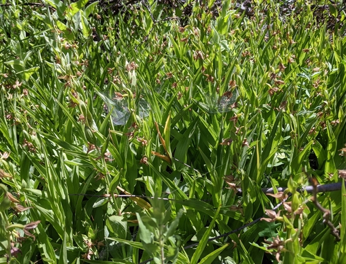 Epipactis gigantea (Stream Orchid) (alternate view 2)