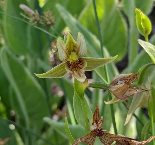 Epipactis gigantea (Stream Orchid) (alternate view 4)