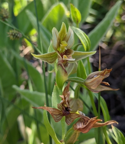 Epipactis gigantea (Stream Orchid) (alternate view 5)