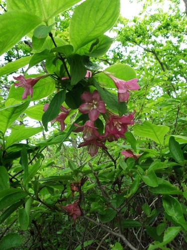 Weigela florida (weigela) (alternate view 3)