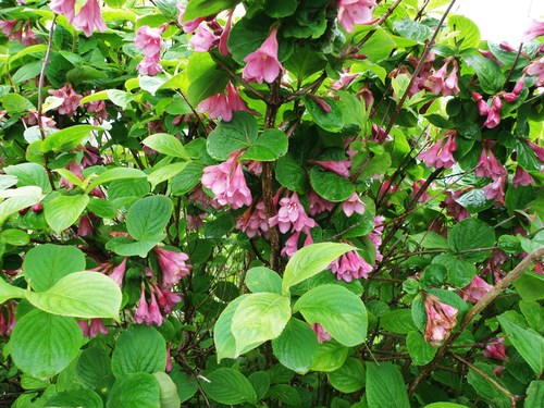 Weigela florida (weigela) (alternate view 4)