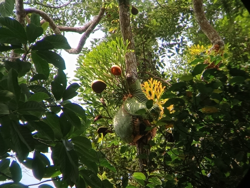 Platycerium (staghorn ferns) (alternate view 6)
