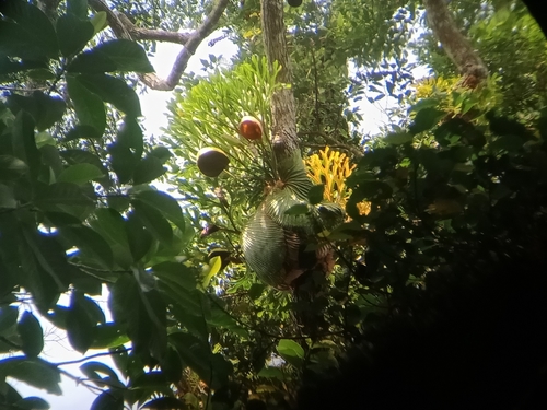 Platycerium (staghorn ferns) (alternate view 7)