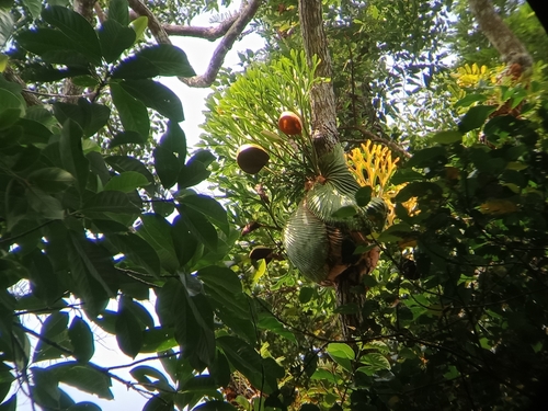 Platycerium (staghorn ferns) (alternate view 8)