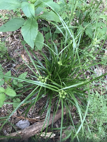 Cyperus croceus (Baldwin's Flatsedge) (alternate view 5)