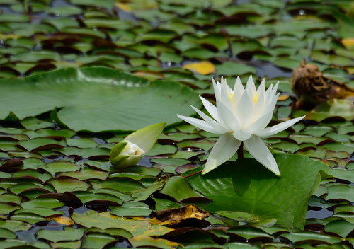 Nymphaea odorata (American white waterlily)