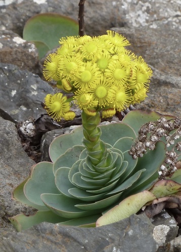 Aeonium (tree houseleeks) (alternate view 6)