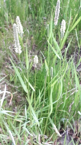Alopecurus pratensis (Meadow Foxtail)