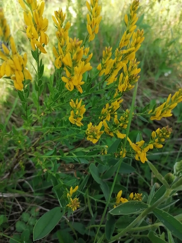 Genista tinctoria (Dyer's Greenweed)