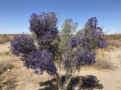 Psorodendron spinosum (Smoketree) (alternate view 3)