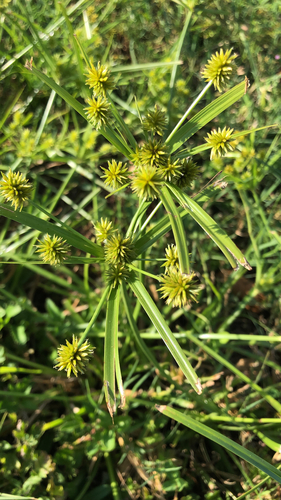 Cyperus croceus (Baldwin's Flatsedge) (alternate view 4)