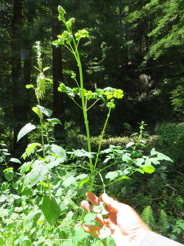 Thalictrum fendleri (Torrey's Meadow-Rue)