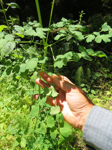 Thalictrum fendleri (Torrey's Meadow-Rue) (alternate view 2)