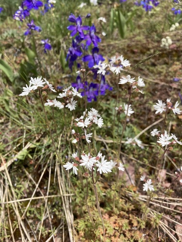 Lithophragma parviflorum (smallflower woodland star) (alternate view 2)