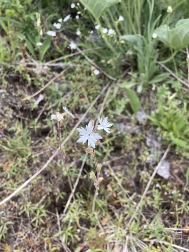 Lithophragma parviflorum (smallflower woodland star) (alternate view 3)