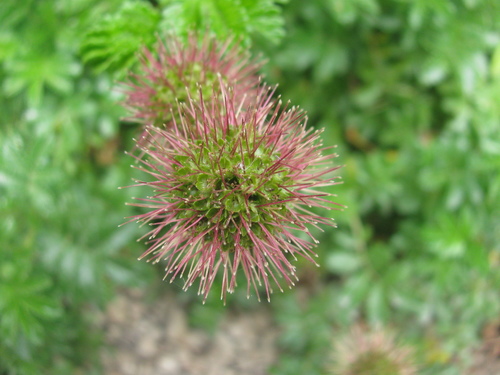 Acaena novae-zelandiae (Biddy-biddy)