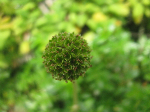 Acaena novae-zelandiae (Biddy-biddy)