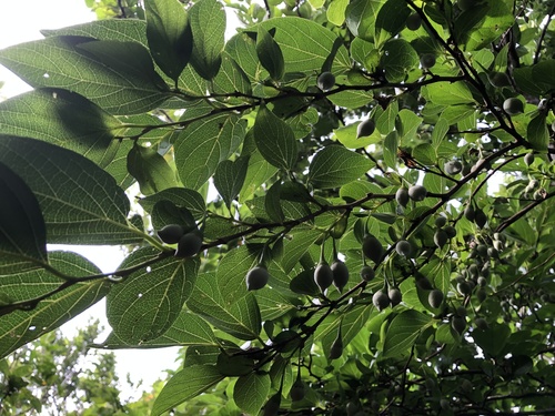 Styrax japonicus (Japanese snowdrop tree) (alternate view 2)
