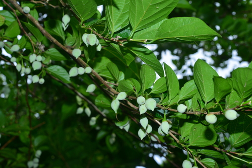 Styrax japonicus (Japanese snowdrop tree)