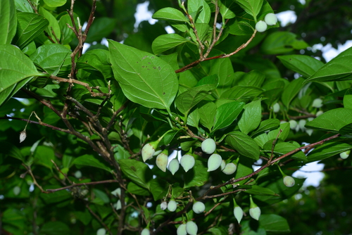 Styrax japonicus (Japanese snowdrop tree) (alternate view 3)