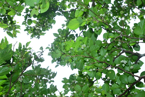 Styrax japonicus (Japanese snowdrop tree) (alternate view 4)