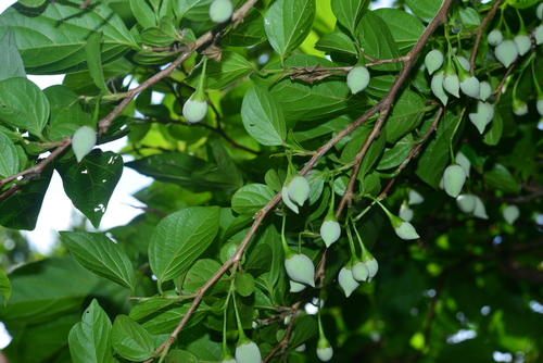 Styrax japonicus (Japanese snowdrop tree) (alternate view 5)