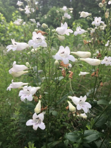 Penstemon digitalis (foxglove beardtongue) (alternate view 5)