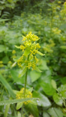 Cruciata laevipes (Crosswort)