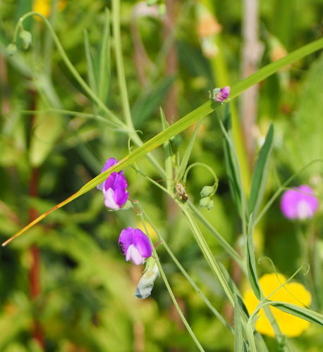 Lathyrus hirsutus (Hairy Vetchling)