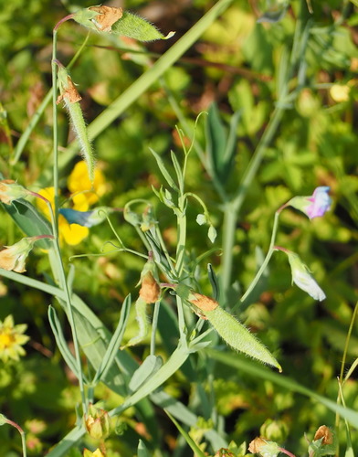 Lathyrus hirsutus (Hairy Vetchling) (alternate view 2)