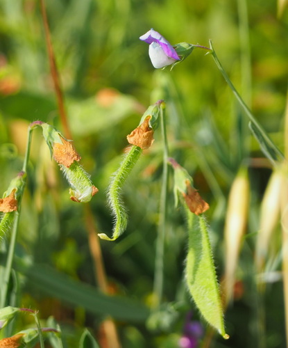 Lathyrus hirsutus (Hairy Vetchling) (alternate view 3)