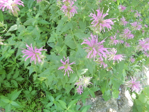Monarda fistulosa (Wild Bergamot)