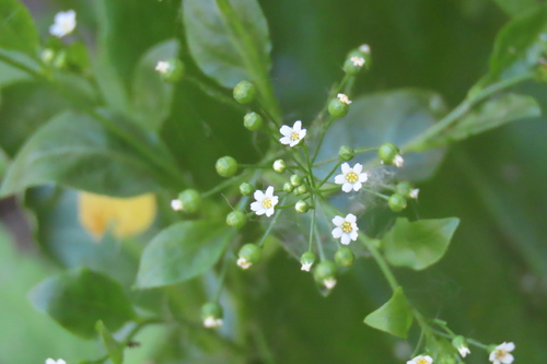 Samolus parviflorus (seaside brookweed) (alternate view 5)