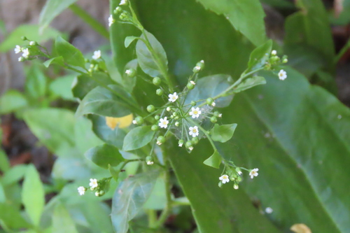 Samolus parviflorus (seaside brookweed) (alternate view 4)