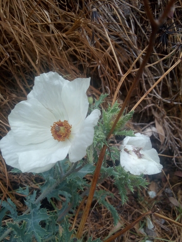 Argemone platyceras (alternate view 2)