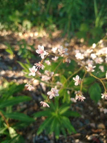 Saxifraga x urbium (London pride) (alternate view 5)