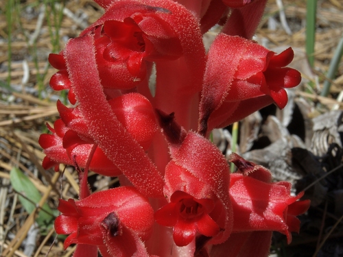 Sarcodes sanguinea (Snowplant) (alternate view 5)