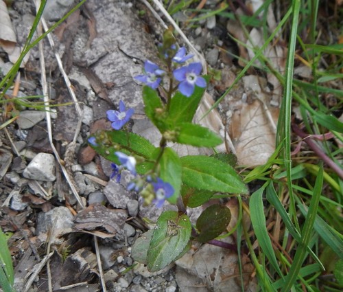 Veronica beccabunga (Brooklime)