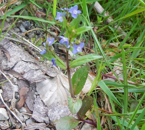 Veronica beccabunga (Brooklime)