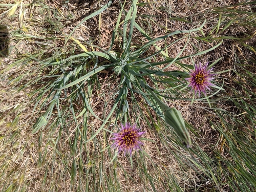 Tragopogon porrifolius (purple salsify)