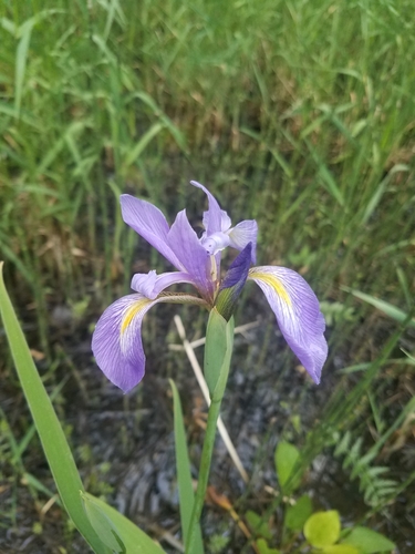 Iris virginica (Virginia Iris)