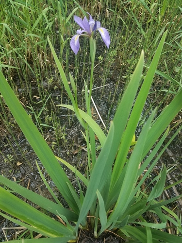 Iris virginica (Virginia Iris)
