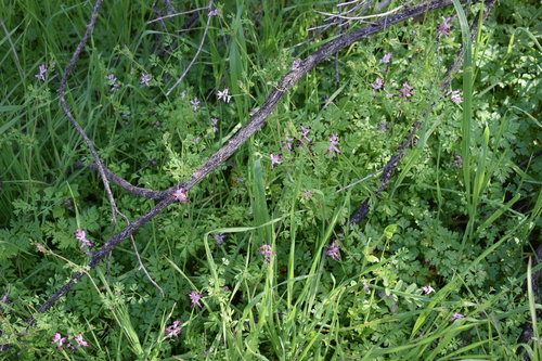 Fumaria muralis (common ramping-fumitory)