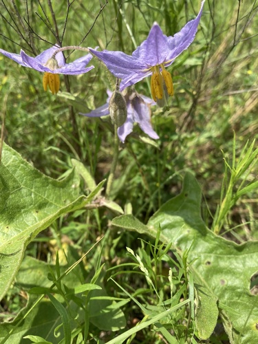 Solanum dimidiatum (western horsenettle) (alternate view 3)