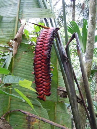 Heliconia (Heliconias) (alternate view 5)