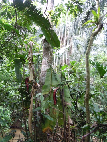 Heliconia (Heliconias) (alternate view 6)
