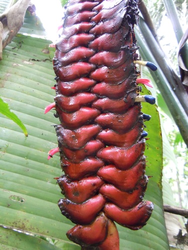 Heliconia (Heliconias) (alternate view 7)