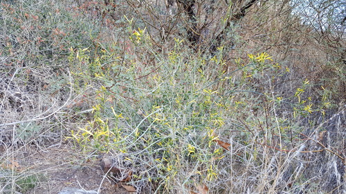 Justicia californica (chuparosa)